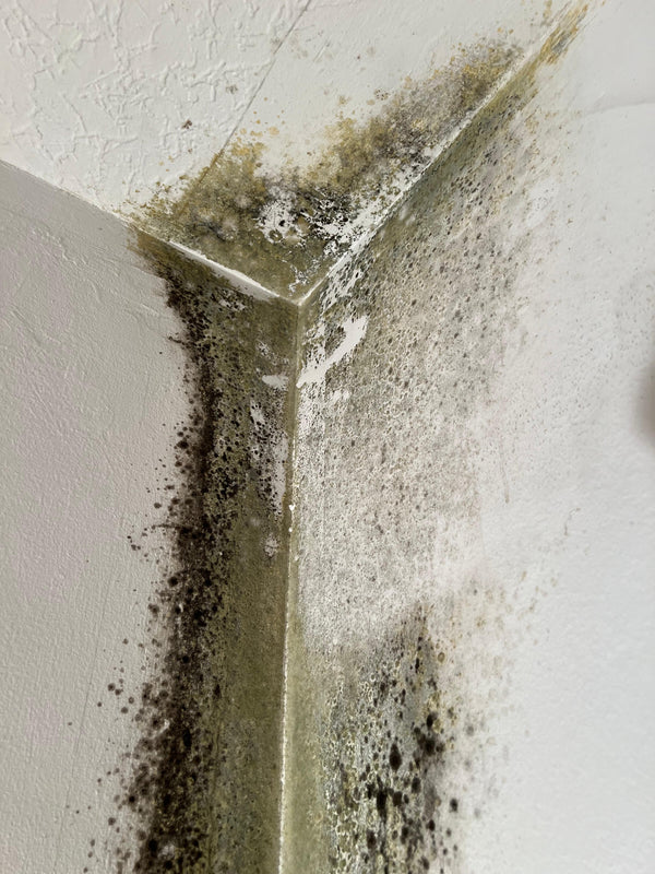13 conseils pratiques pour éliminer la moisissure sur les murs extérieurs en toute sécurité