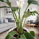 Tuteur pour plantes_vue 