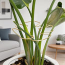 Tuteur pour plantes_vue rapprochée